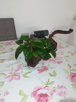 Tronco madera pecera grande