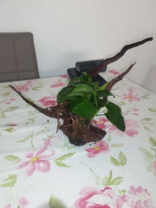 Tronco madera pecera grande