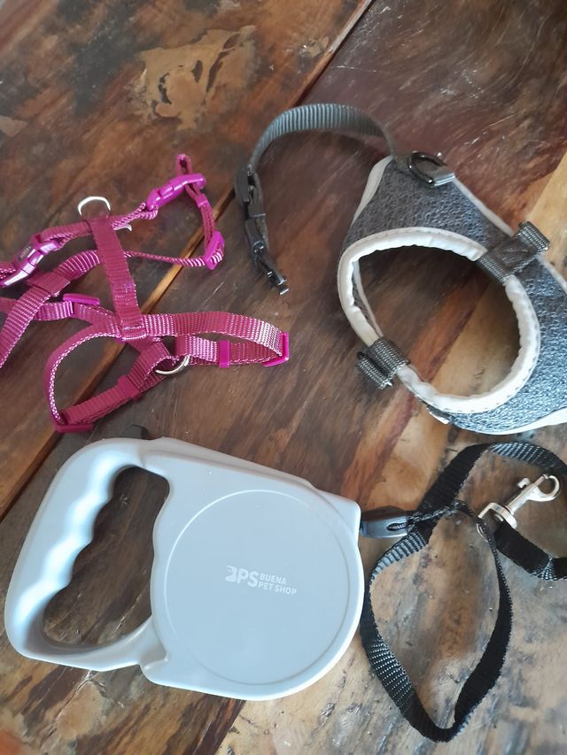 collare pettorina guinzaglio