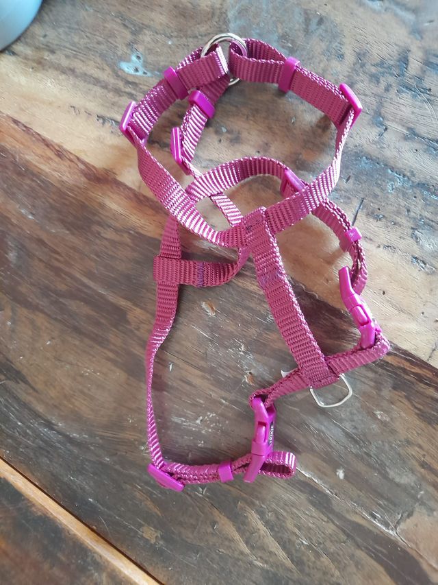 collare pettorina guinzaglio