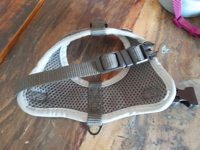 collare pettorina guinzaglio