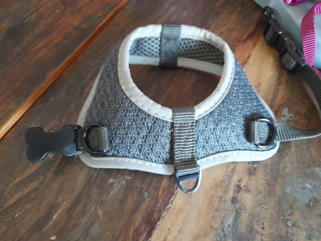 collare pettorina guinzaglio