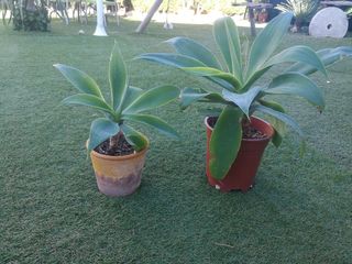 Agaves 