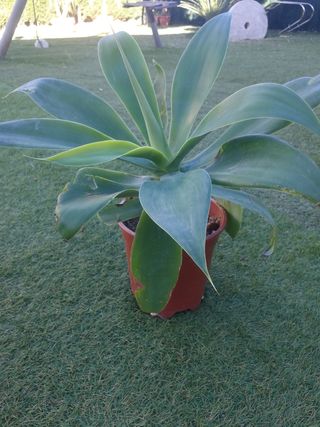 Agaves 