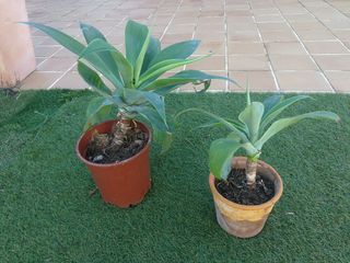 Agaves 