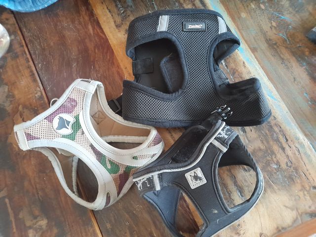 3 pettorine x cagnolino