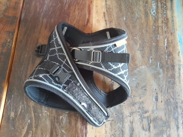 3 pettorine x cagnolino