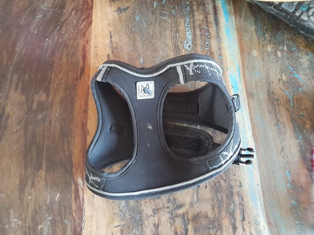 3 pettorine x cagnolino