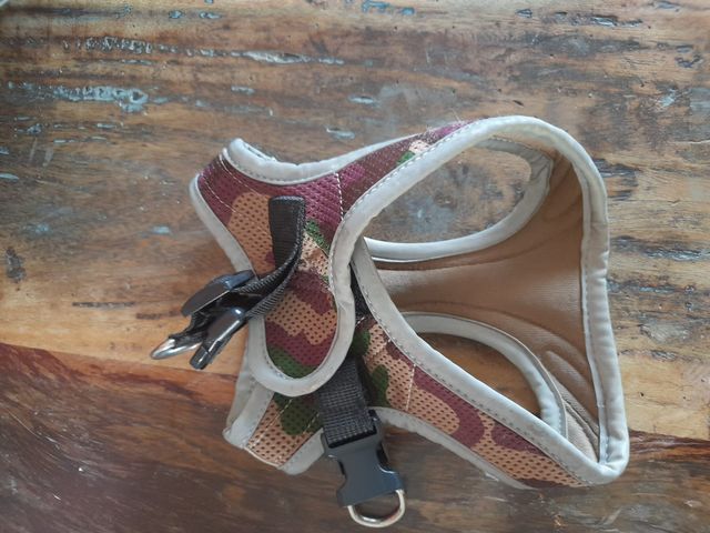 3 pettorine x cagnolino