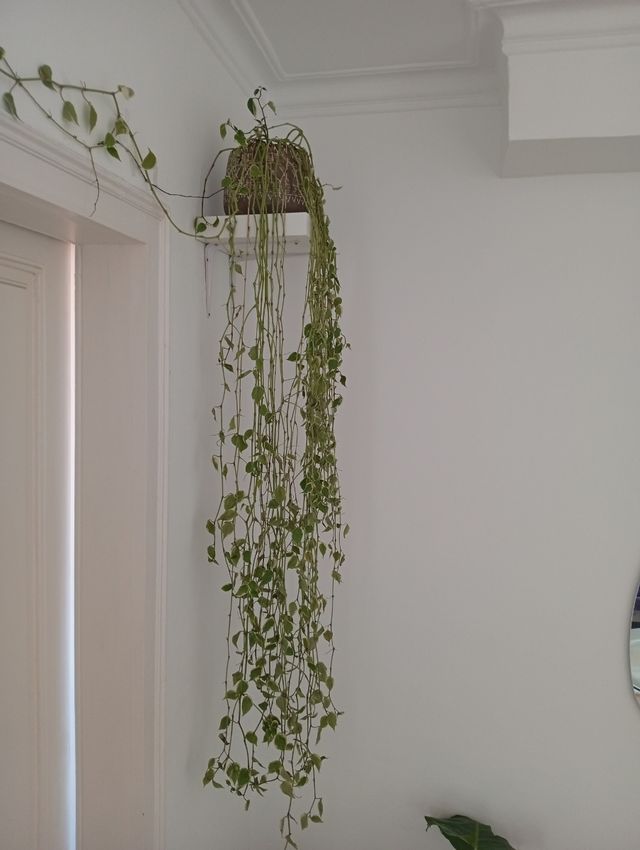 Peperomia - Planta colgante muy bonita!