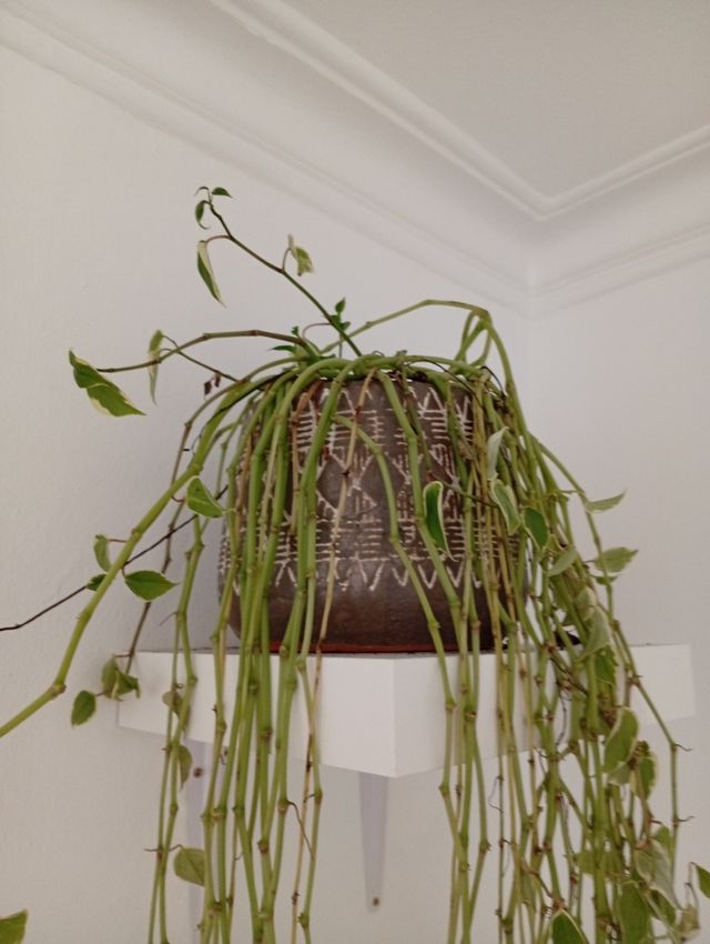 Peperomia - Planta colgante muy bonita!