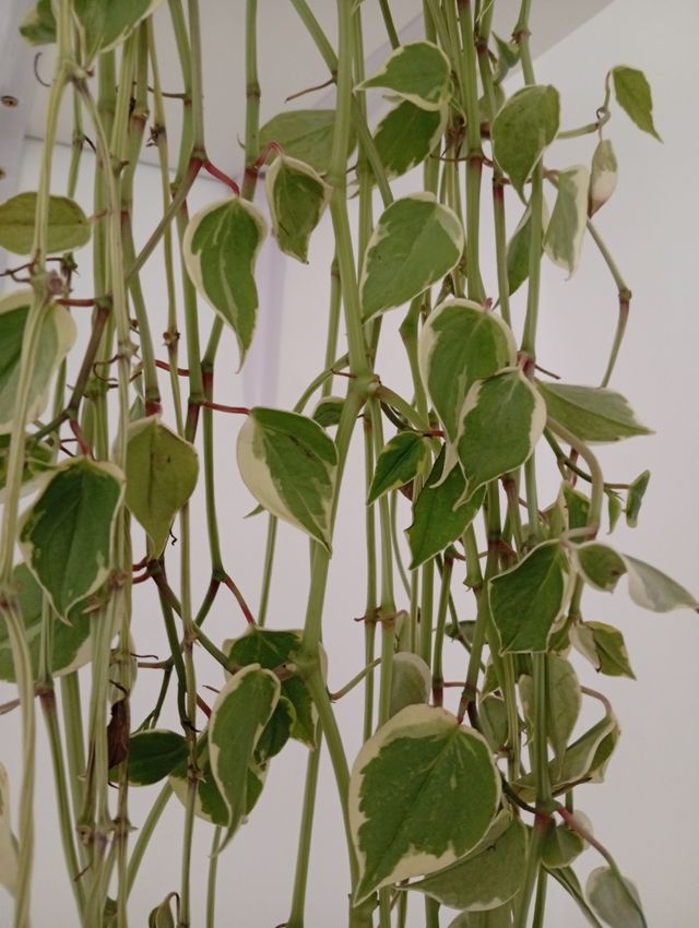 Peperomia - Planta colgante muy bonita!