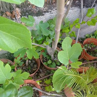 Higuera joven - Planta