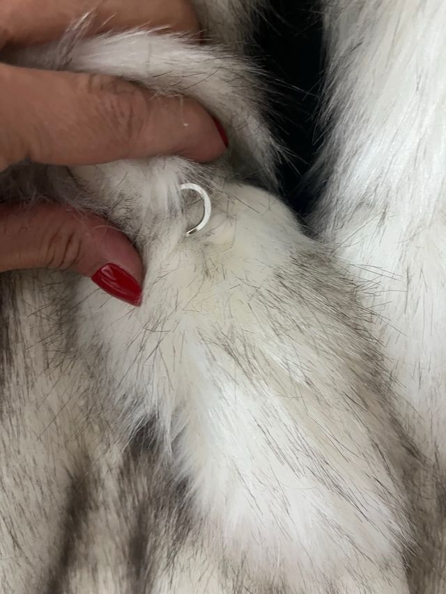 Abrigo Zara - Piel sintética blanco gris