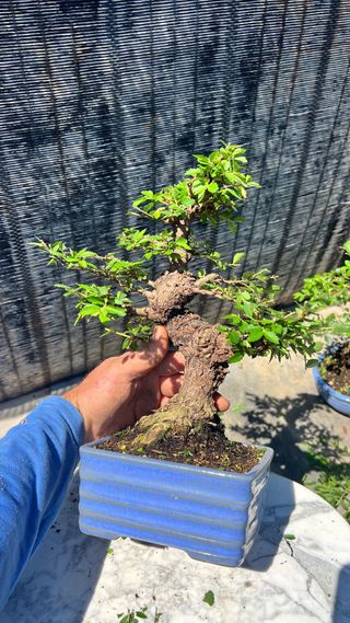 BONSAI NIRE KEYAKI / OLMO JAPONES SHOHIN
