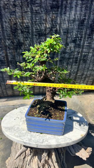 BONSAI NIRE KEYAKI / OLMO JAPONES SHOHIN