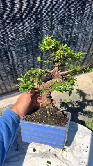 BONSAI NIRE KEYAKI / OLMO JAPONES SHOHIN