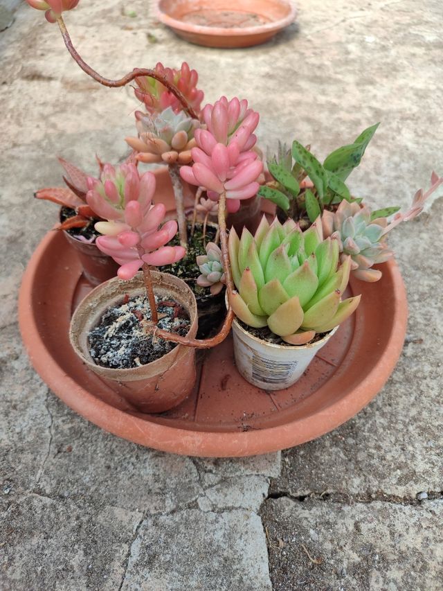 6 piante grasse assortite, misure indicative 10,00