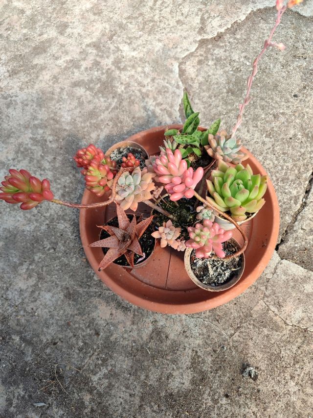 6 piante grasse assortite, misure indicative 10,00