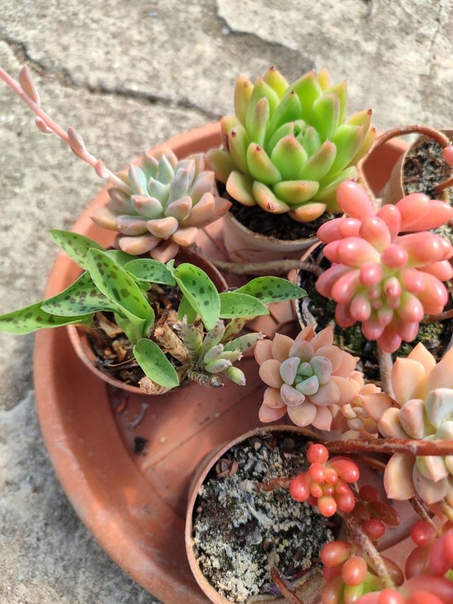 6 piante grasse assortite, misure indicative 10,00