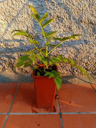 RUBUS ILLECEBROSUS – LAMPONE FRAGOLA piantine 
