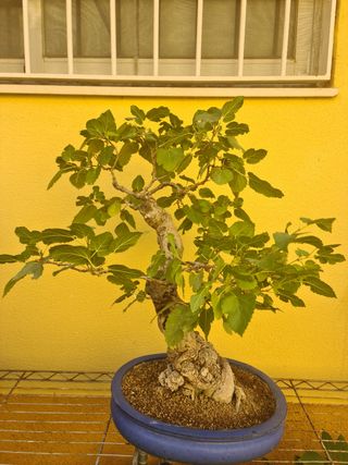 Prebonsai Morera