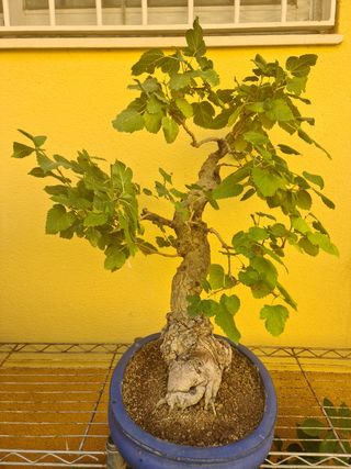 Prebonsai Morera