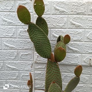 FICO DINDIA OPUNTIA RUFIDA