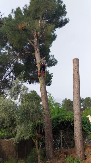 Desbroce de parcelas - Servicio