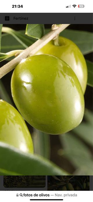 Finca Olivos nuevos en Priego de Cordoba