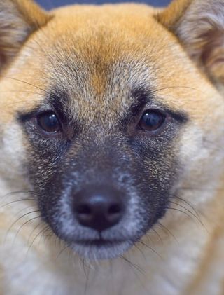 Objetivo Tamron SP 90mm f/2.5 Macro