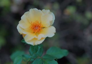 Objetivo Tamron SP 90mm f/2.5 Macro