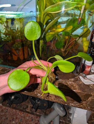Planta Flotante Acuario
