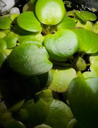 Planta Flotante Acuario