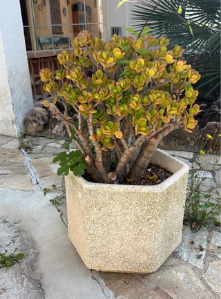 Macetas piedra - Decoración jardín