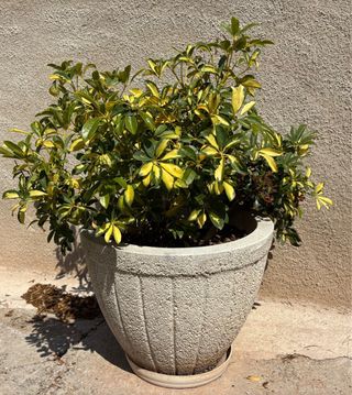 Macetas piedra - Decoración jardín