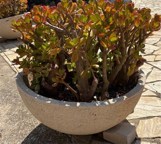 Macetas piedra - Decoración jardín