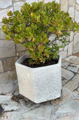 Macetas piedra - Decoración jardín