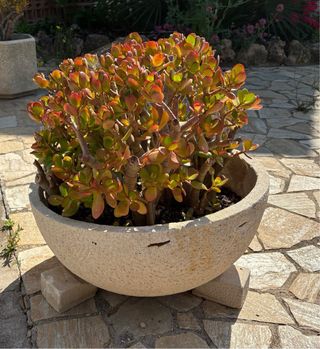 Macetas piedra - Decoración jardín