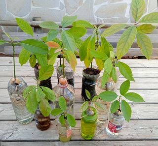 PLANTAS DE AGUACATE.