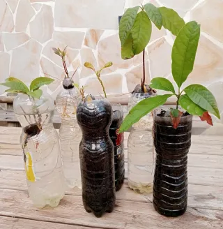 PLANTAS DE AGUACATE.