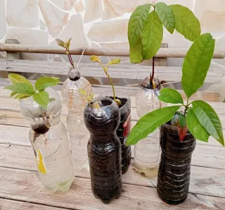 PLANTAS DE AGUACATE.