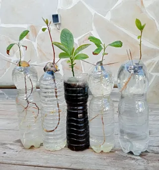 PLANTAS DE AGUACATE.