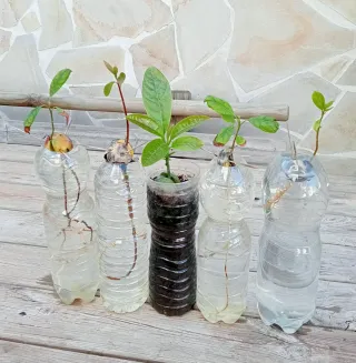 PLANTAS DE AGUACATE.