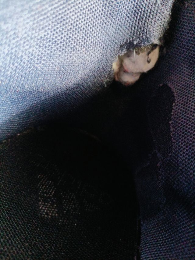 Sneakers Adidas Pro N3XT turchesi