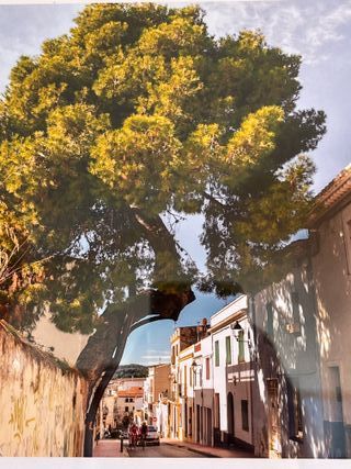Foto enmarcada Pi de Ribes