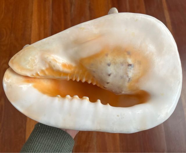 Caracola gigante decorativa
