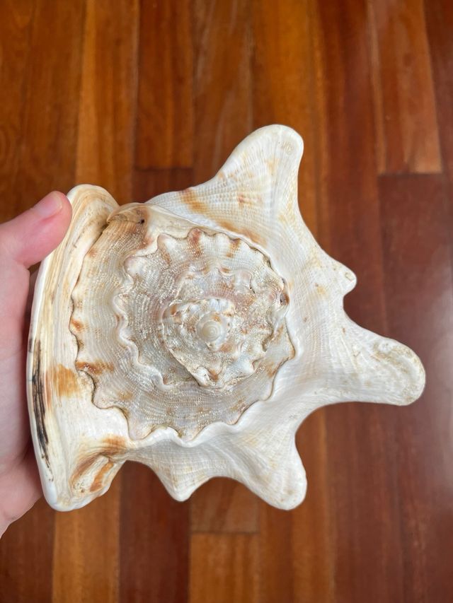 Caracola gigante decorativa