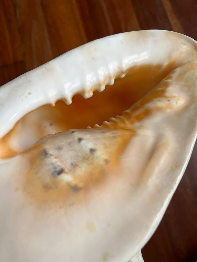 Caracola gigante decorativa