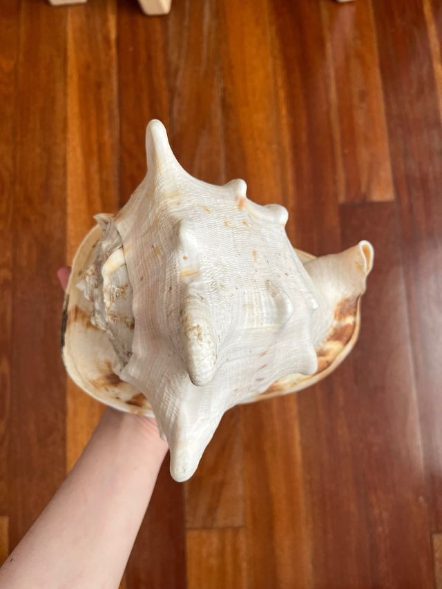 Caracola gigante decorativa